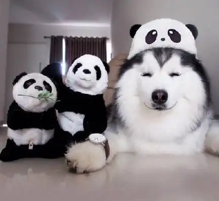  日本导盲犬被主人重踹后引全民公愤,两国评论却分两极化......