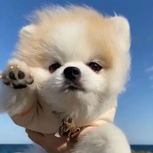  小狗狗的自拍照它们比较可爱哦