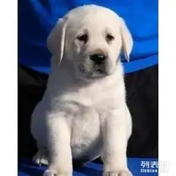  拉布拉多养殖基地打完疫苗证书齐全售后签协议