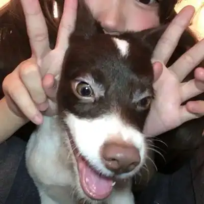  2023最新温馨女孩与狗狗情侣头像