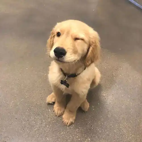  biubiubiu你的大可爱正在朝你发射wink攻击