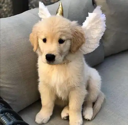  小金毛是被施加了多少可爱魔法啊总能悄悄萌住我的心