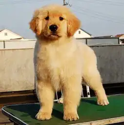 广州增城有没有犬舍新塘哪里有卖金毛金毛价格多少
