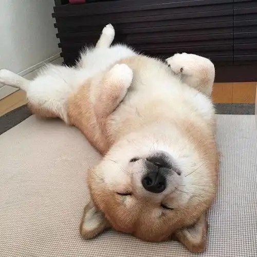  流量党慎入狗狗头像合辑