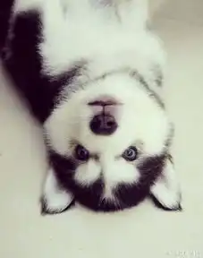  哈士奇虽二但也是有特点的,跟大家说说哈士奇的七个特点