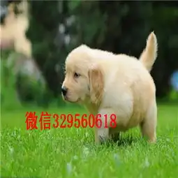 佛山出售精品金毛幼犬哪里卖纯种金毛犬出售大头金毛宝宝金毛图片金毛价格
