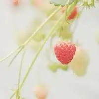  好看花朵微信头像下载排行榜微信头像图片大全