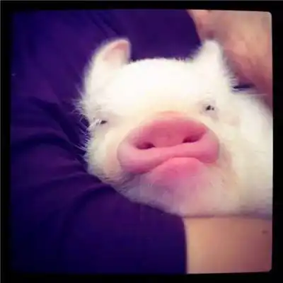  呆萌可爱小猪猪头像超萌微信小猪头像图片大全