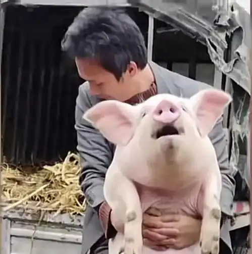  搞笑,男子抱猪一起称重,结果猪被勒的直翻白眼男子累的面红耳赤