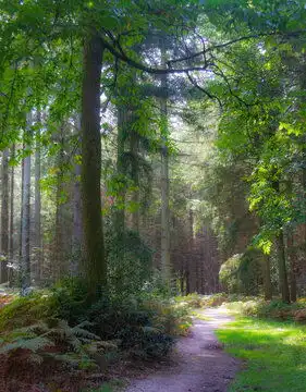  森林图片图源免费点击来源直接获取大图文件森林中的小路摄影竖幅森林高清大图