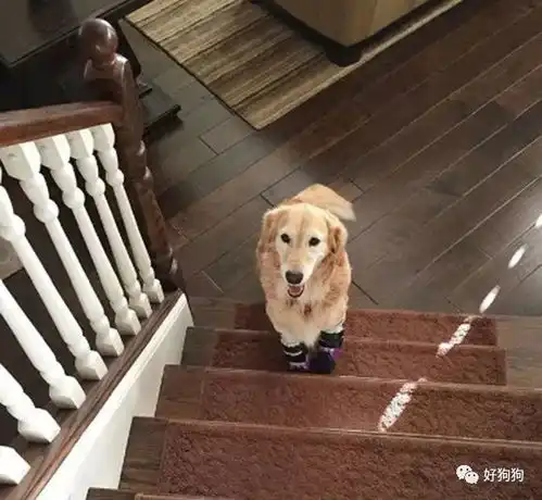  乐馨推荐这只它差点儿被端上餐桌,现在却用微笑治愈了无数人