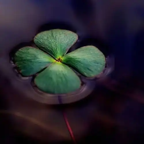  女人最聚财的微信头像图片,高清好看的能带来幸运招财头像女