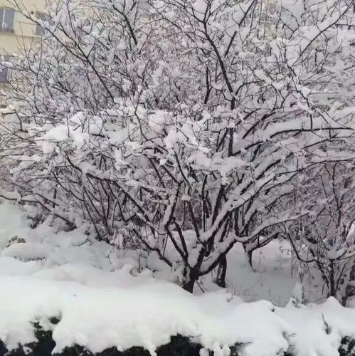  暖心窝在狂风暴雪中坚守的这些守护者,让招远人热泪盈眶