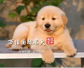 金毛怎么训金毛价格金毛掉毛吗金毛图片