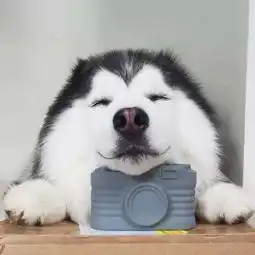  异色瞳宝宝maru,笑起来比萨摩耶都甜宠物频道手机搜狐