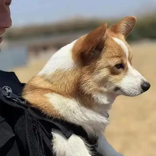  柯基也能当警犬到底是吉祥物还是真实力