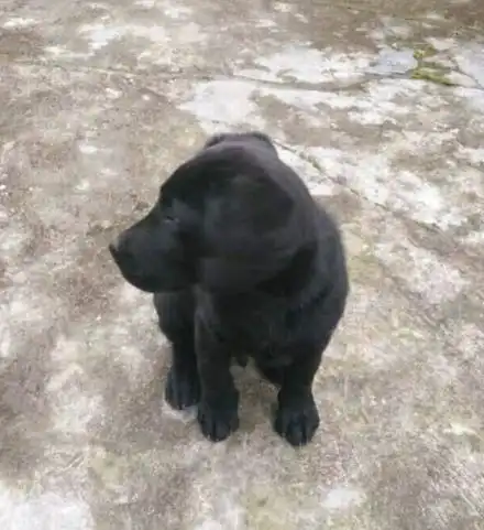  黑色的拉布拉多是真的吗怎么看着像土狗