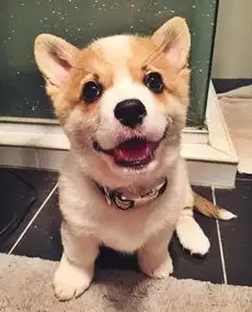  可爱小狗图片大全超萌大全2017超会谈恋爱的少女