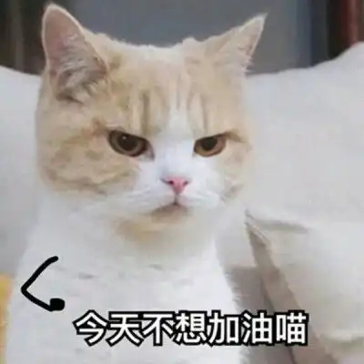 情侣动物头像超萌一对两只小动物情侣头像一对两张