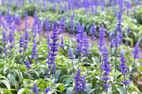  广东最适合女孩子去的景区,浪漫得如同童话世界,超适合情侣约会