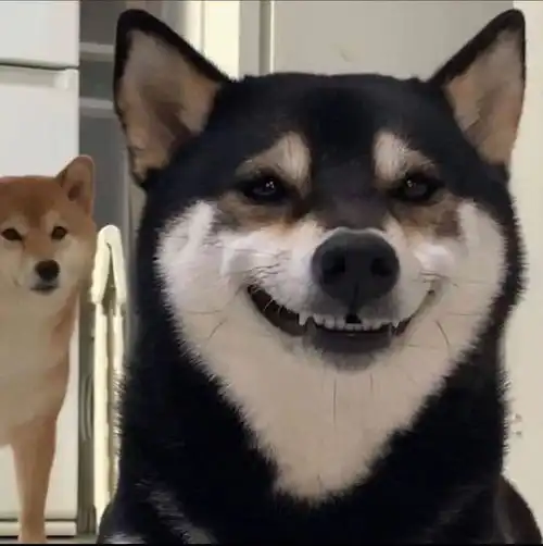  价格最贵的黑豆柴性价比高吗有必要入手吗