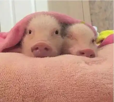  见过那么多猪,就你最可爱猪年必备头像,欢迎抱走