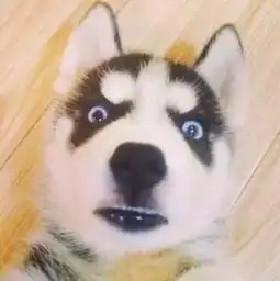 谁有这个哈士奇头像的原图准备拿来做头像