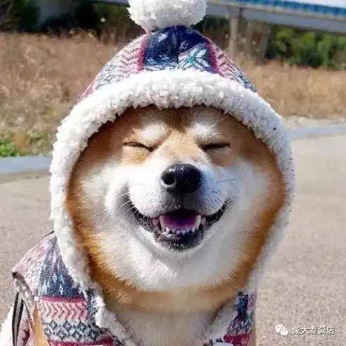 网红柴犬多少钱一只怎么挑选网红柴