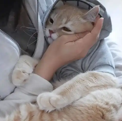  女孩爱撸猫致肺叶切除是怎么回事