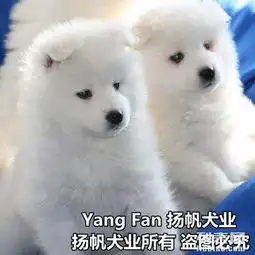  中山哪有萨摩耶多少钱