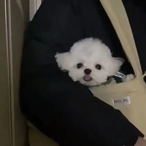 可爱修狗头像看什么看你是不是喜欢我