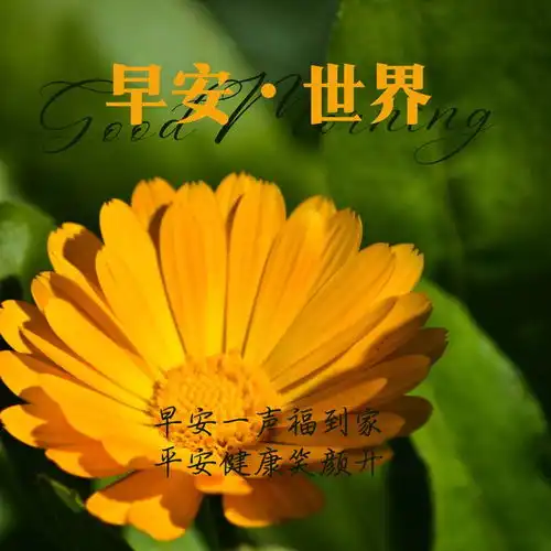 微信传递真挚的早上好问候短句,早安一声福到家,平安健康笑开颜