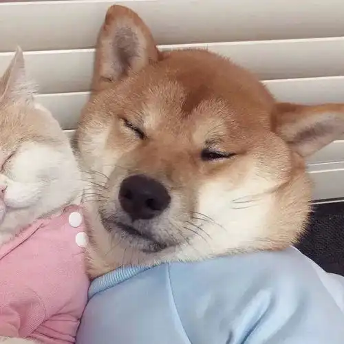  情侣头像丨情侣头像真人一人一半可爱型05.22