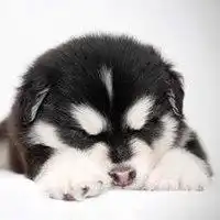  二次元小奶狗头像微信头像图片大全