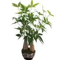  风水图片招财微信头像微信头像图片大全