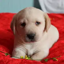  标题南京哪里有狗场卖拉布拉多南京哪里有卖拉布拉多犬,南京哪个地方有卖拉布拉多狗狗