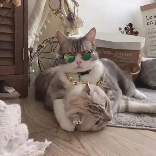  我是困不住的野马,却想做你怀里的猫