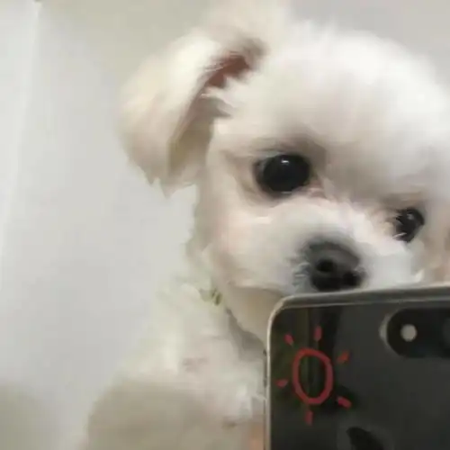  酸惹连狗的自拍都比我好看了吗