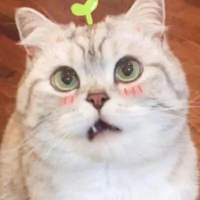  萌宠情侣头像一左一右一对两张情侣头像猫狗可爱卖萌