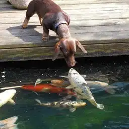  一只奇狗喜欢吻鱼情人节前终于得愿吻遍金鱼