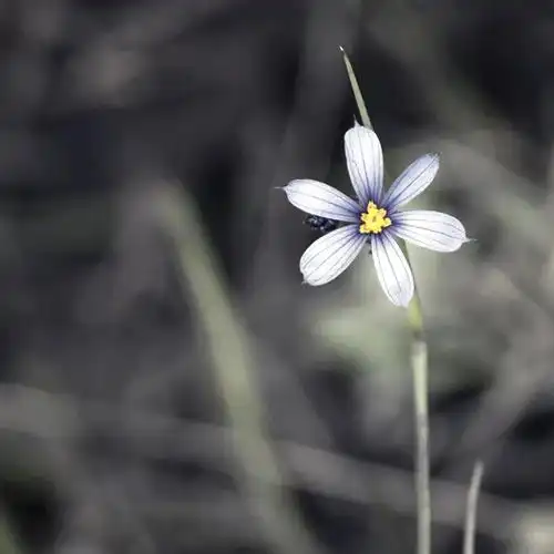  门前虽有如花貌,争奈如花心不同诗兮第1613期