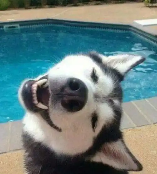  哈士奇真是一种神奇的物种,它的智商都用来换自己的颜值了