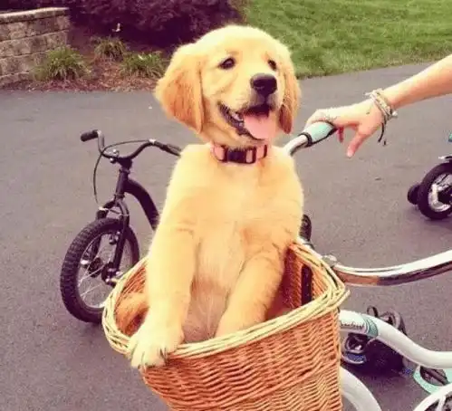  带金毛去菜市场,半小时出来一看,主人这可吃饱了