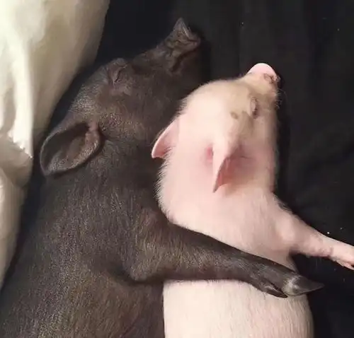  种猪的心酸繁育上百只小猪,一生没见过母猪,最终只能变肉肠