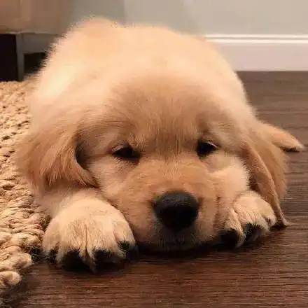 高清无水印的金毛犬头像壁纸配图