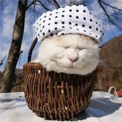  猫咪情侣头像不带人,今年最流量最火的萌猫情头