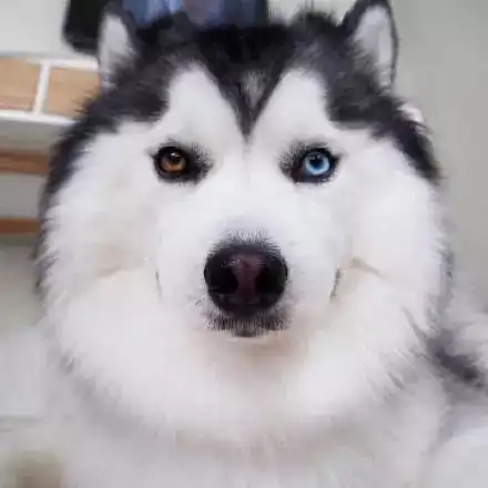  来一波哈士奇和萨摩耶混血儿照片,瞬间刷新你对二哈的认知