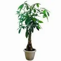  发财树带福字头像微信头像图片大全