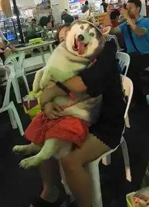  这可能是汪界的新品种,哈士猪