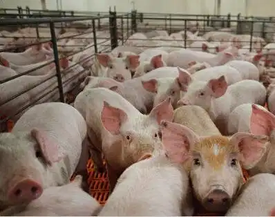  全国生猪价格今日猪价2020年9月16日全国猪价行情